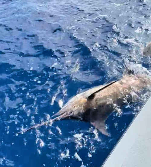 Sea Dream charter group with great catch out of Hatteras, NC.