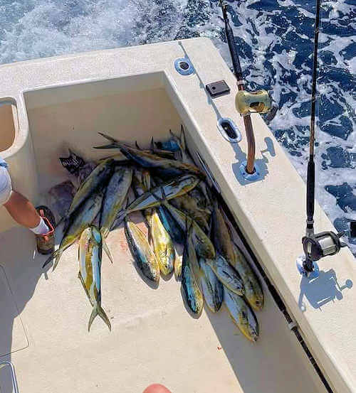 Sea Dream charter group with great catch out of Hatteras, NC.