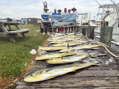 Mahi have been biting for Longer Days