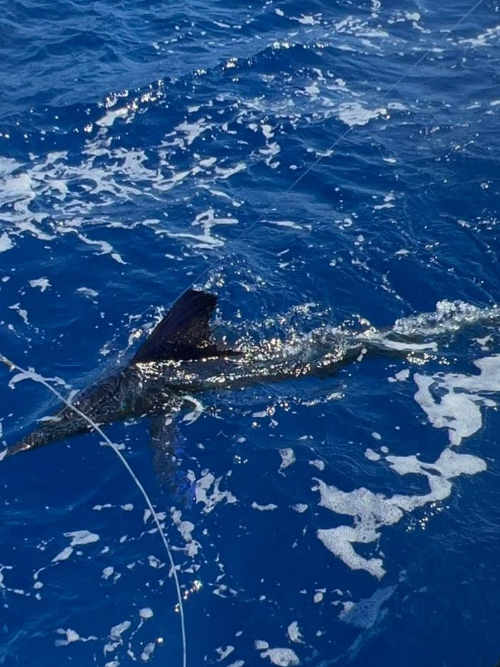 Great Cape Hatteras charter catches on Sea Angel.