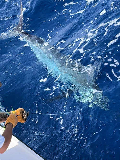 Great Cape Hatteras charter catches on Sea Angel.