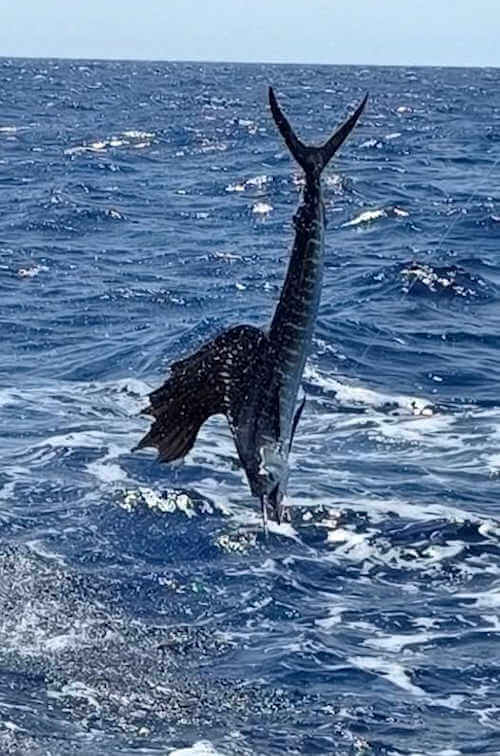 Beautiful sailfish released yesterday on Sea Dream.