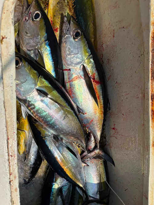 Fish box full of tuna on Sea Dream.