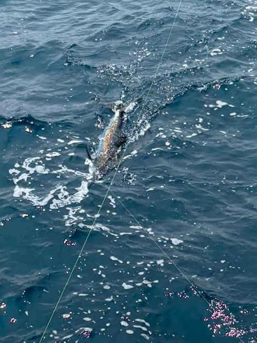 July 19 fishing report images from Sea Angel Charters