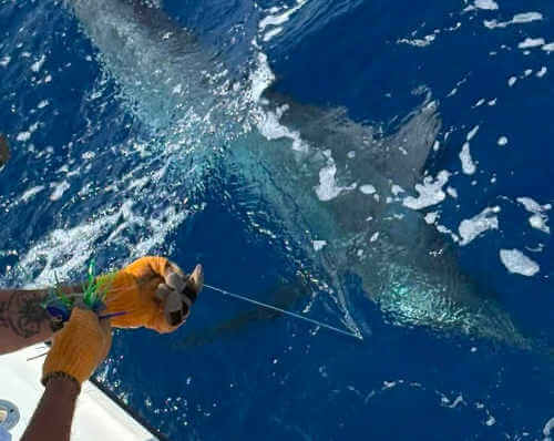  fishing report images from Sea Angel Charters