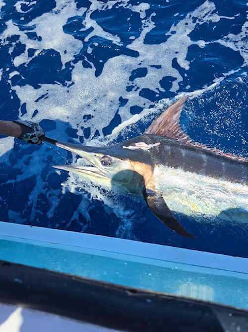 Great Cape Hatteras charter catches on Open Waters.