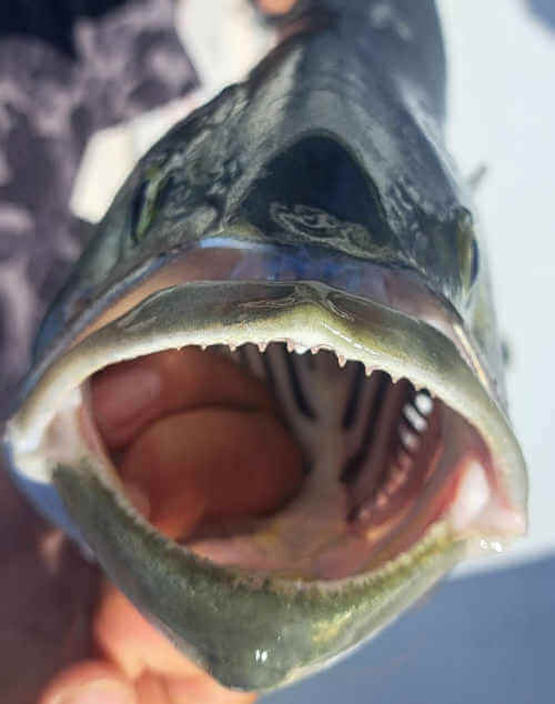 Toothy bluefish.