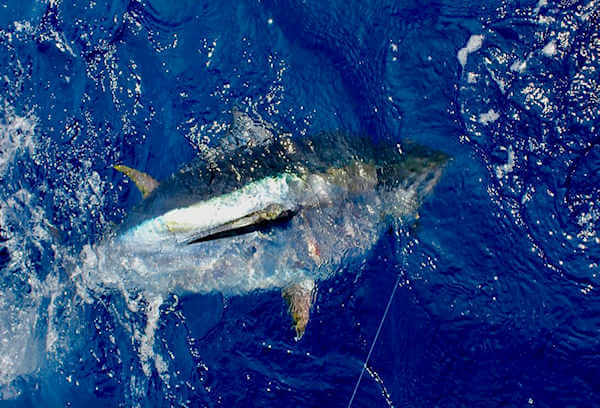 Action out of Hatteras.