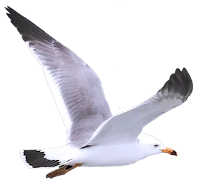 Hatteras Sea Gull