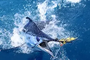 Blue Marlin trying to throw the hook is soon to be released.